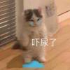 Xxh3463383056-【TITAIKE】T太科网