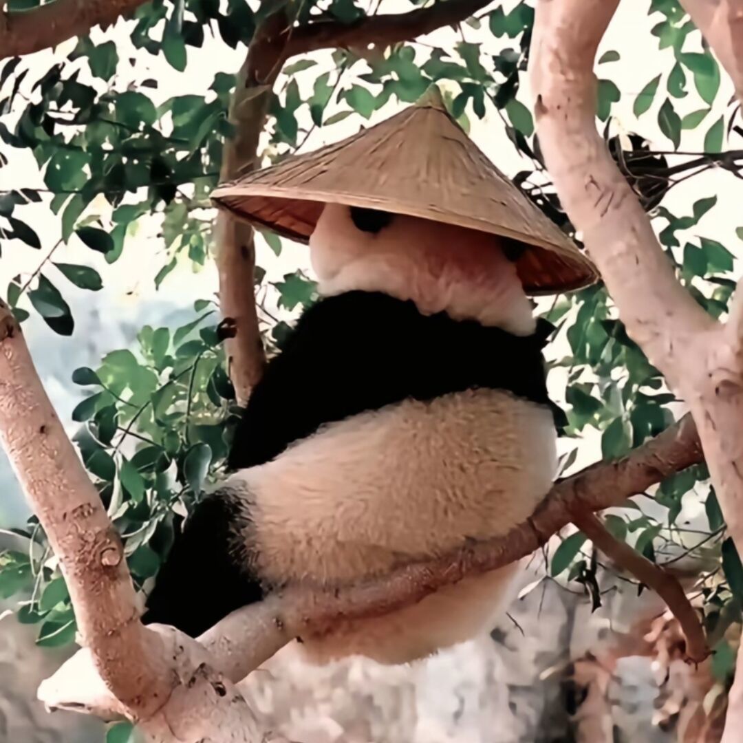 qq_XCDH66