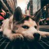 道法孜然-【TITAIKE】T太科网