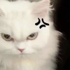 pppp-东君资源网