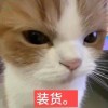 xiaoyi1337-KK音频资源网