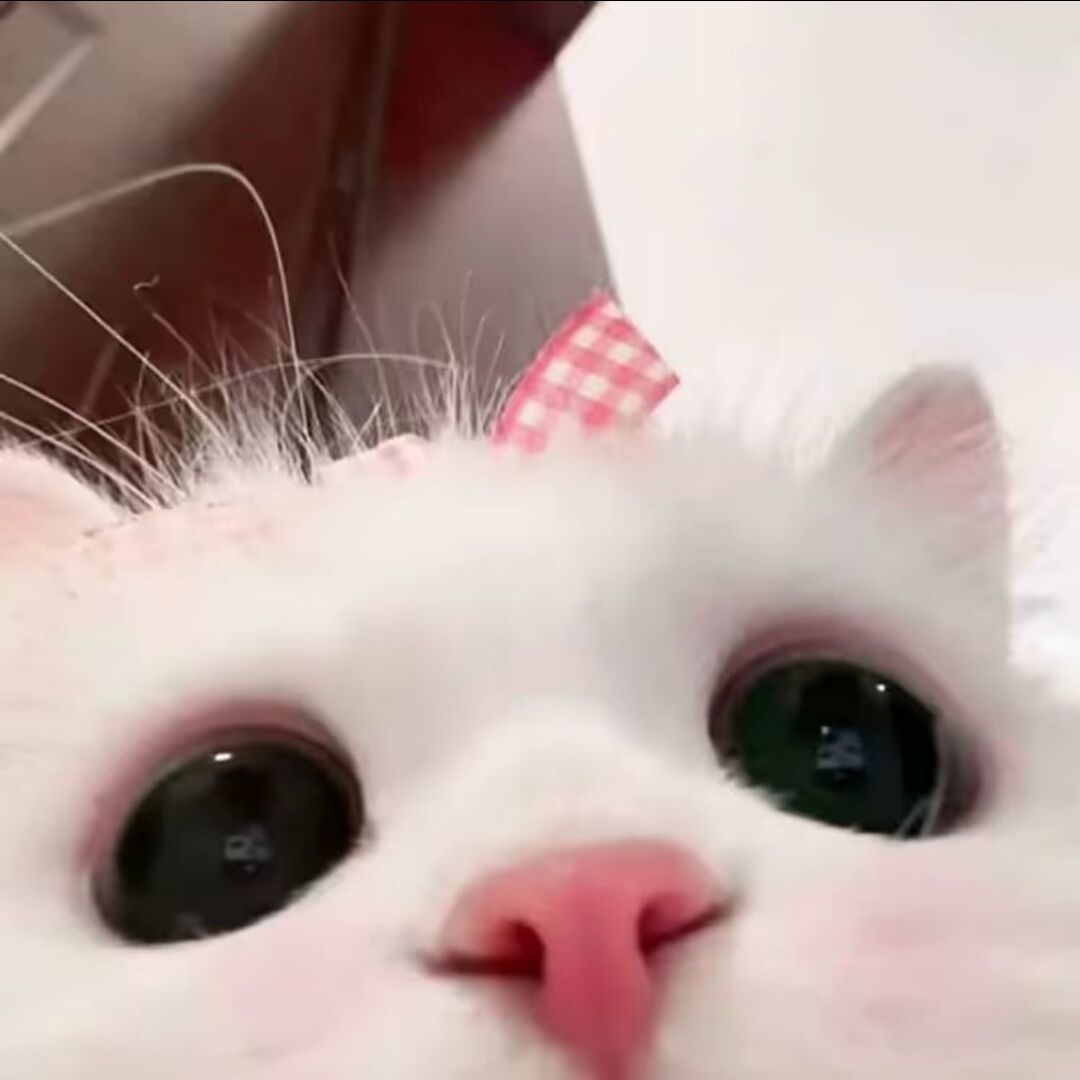 qq_羊羊公主殿下92