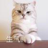 会发霉的饺子-【TITAIKE】T太科网