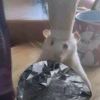 midorimg1223-【TITAIKE】T太科网