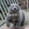 汪酱汪-风行者社区