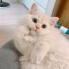LiMOOOOO-【TITAIKE】T太科网