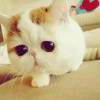 橘猫不乖