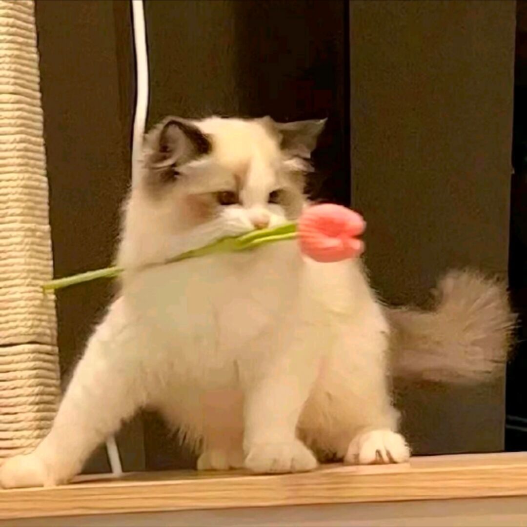 qq_执念88