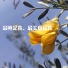 zyl111-绿软部落