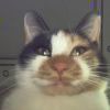 猫羽雫