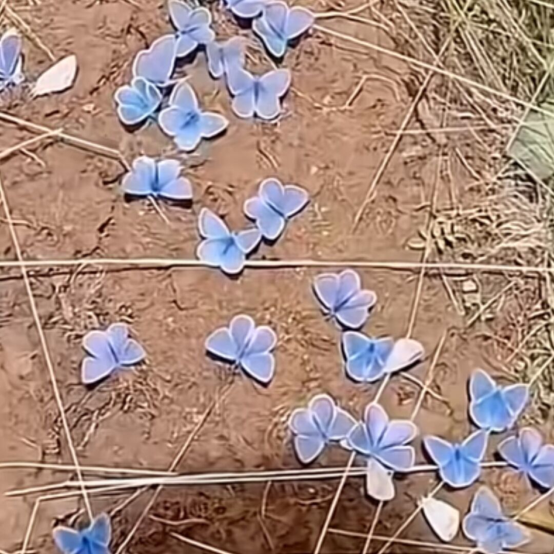 栗子馒头