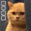无声的命令