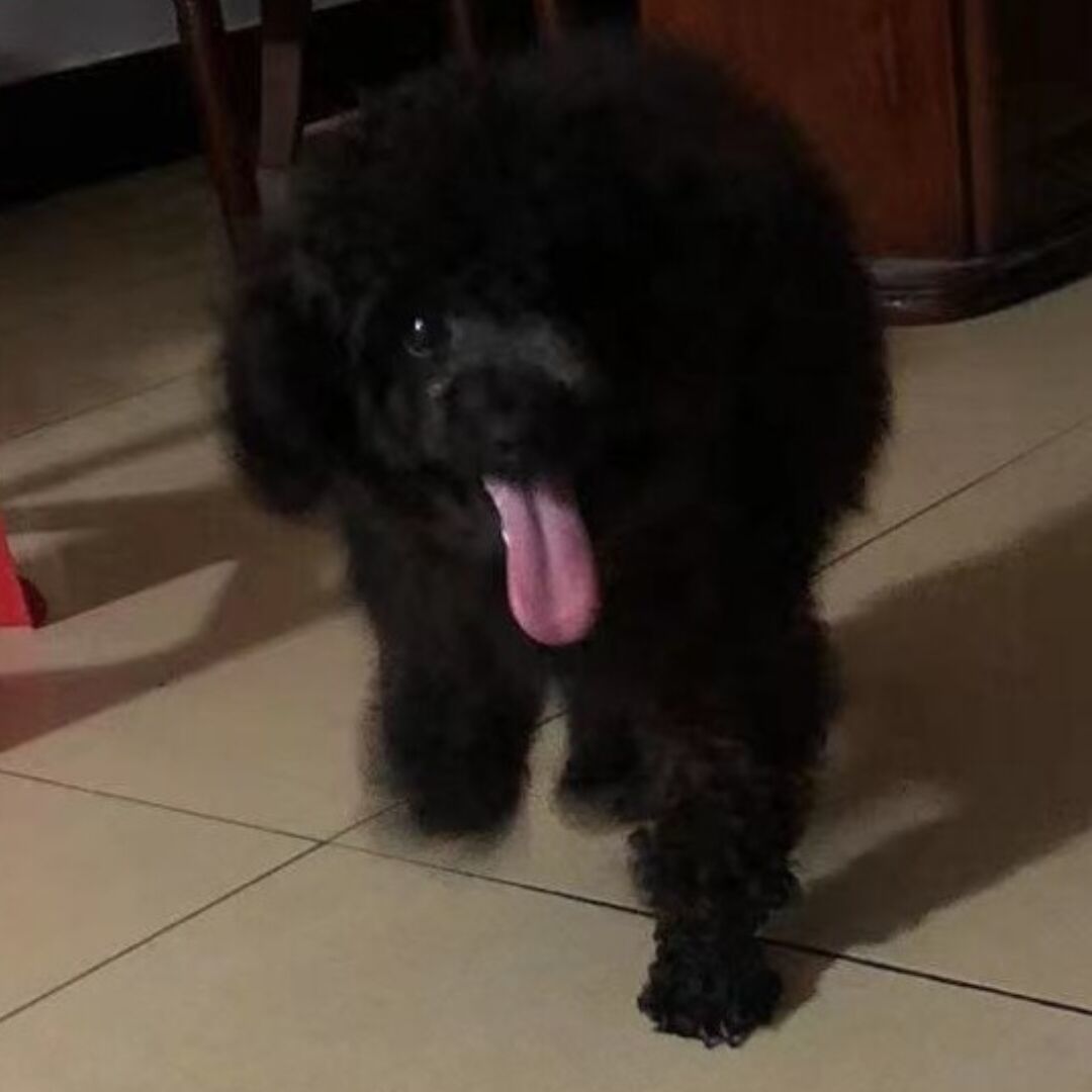 qq_武君瑶31