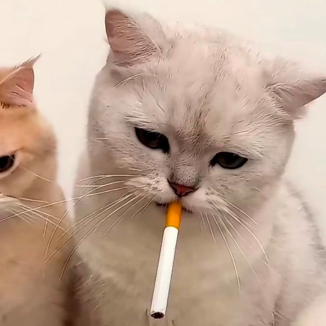 qq_纳尼89