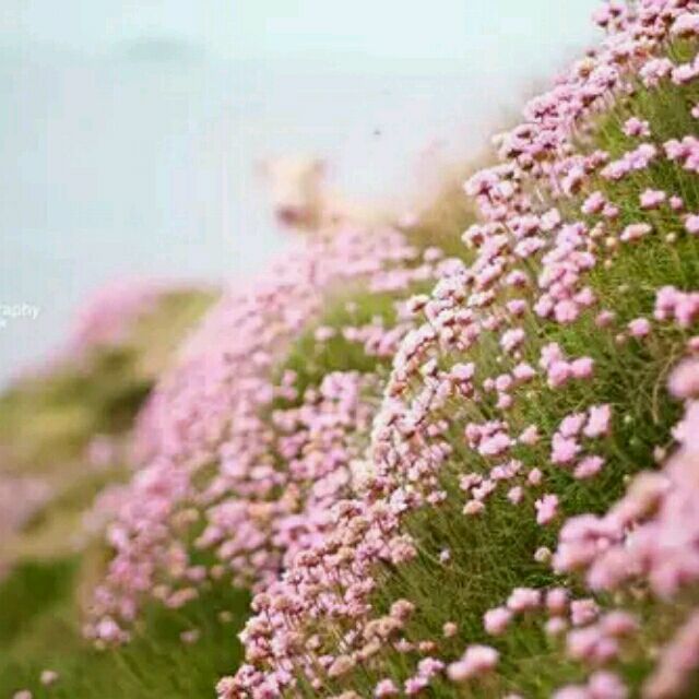 qq_三叶草33