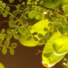 米拉-原拓广告设计