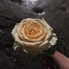 outside. ，作者玩机公社-玩机公社