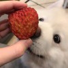 旺旺仙贝