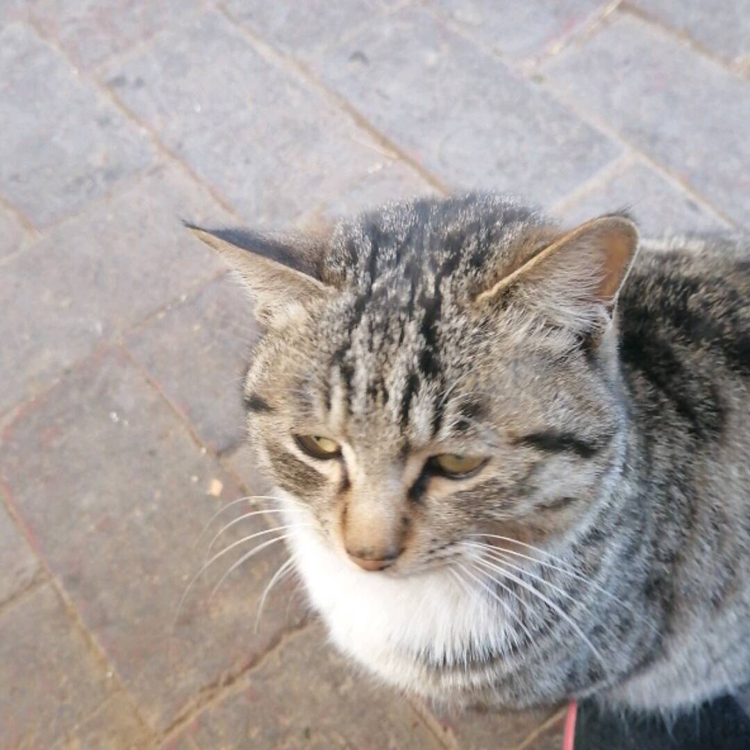 qq_寒锋60