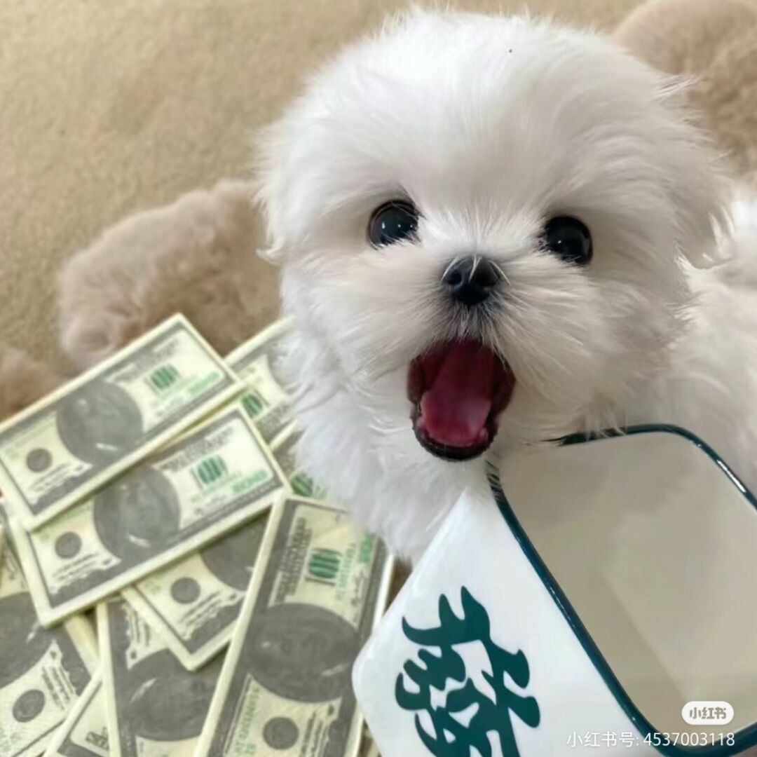 荷曦小鱼儿