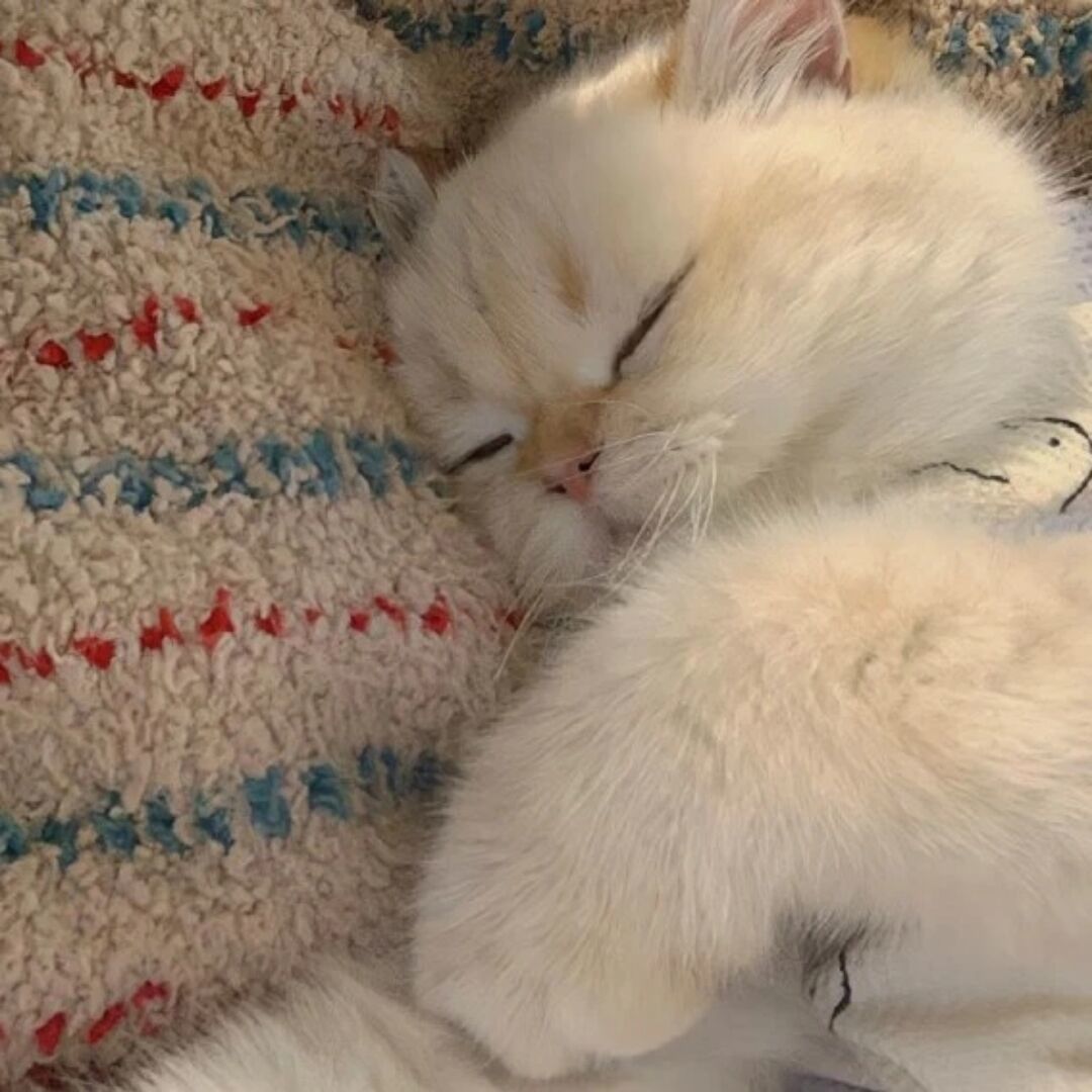 qq_好困83