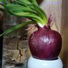 onion-【TITAIKE】T太科网
