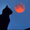 橘猫卤面-【TITAIKE】T太科网