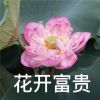 FGxc-【TITAIKE】T太科网