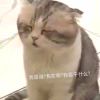 Starry10128-【TITAIKE】T太科网
