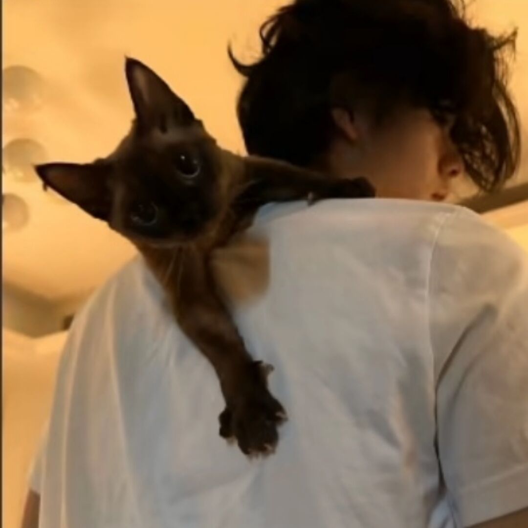 qq_实率50