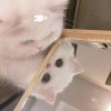 用户21866166-