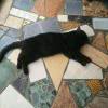 干物猫-STL下载网_3D打印模型网_3D模型库_3D打印模型素材_3D打印机