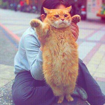 葵