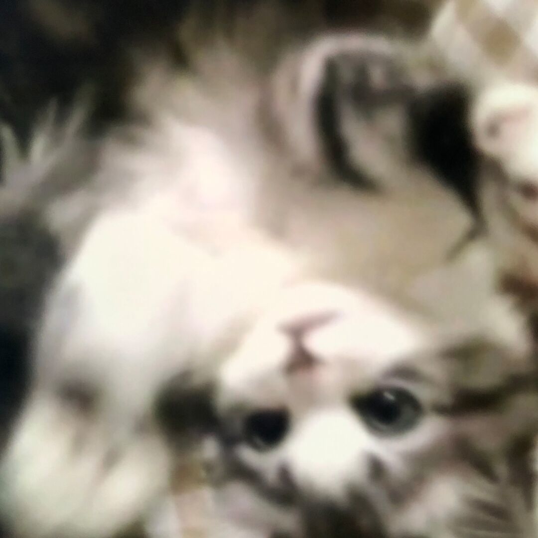 qq_青鸟14