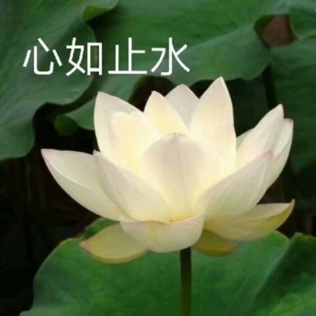 我是小木瓜