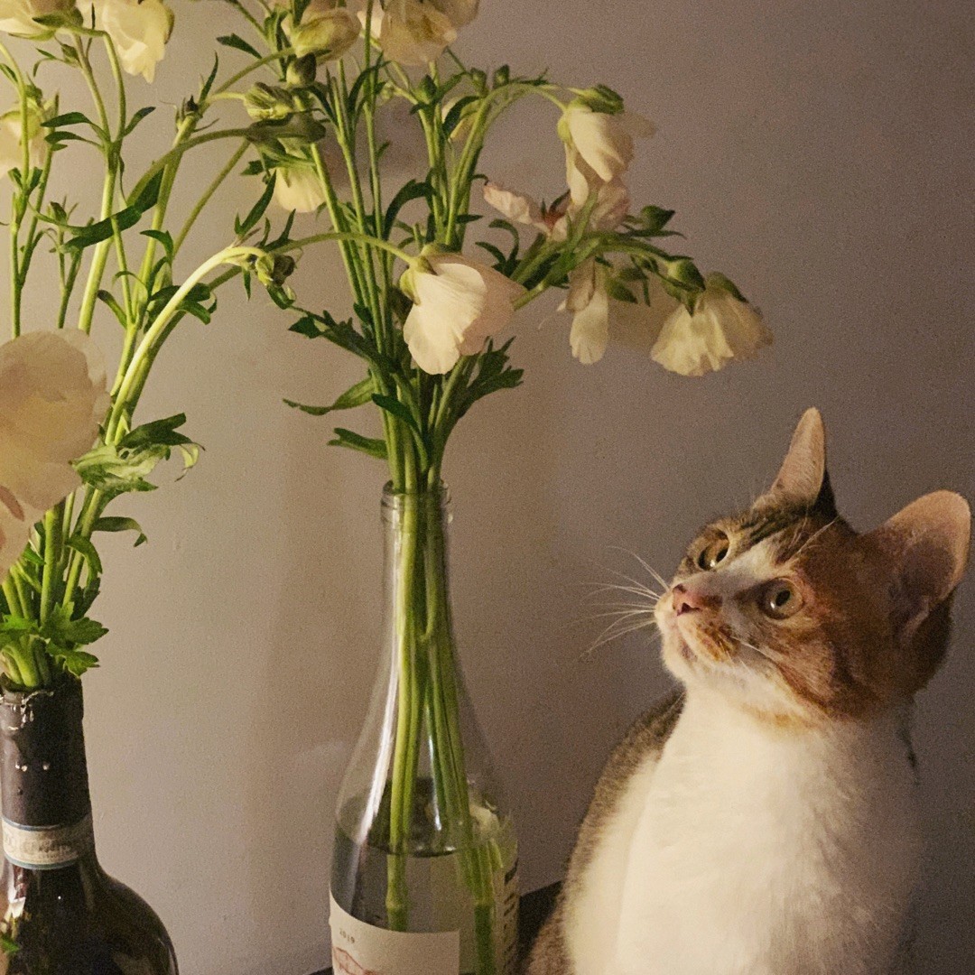 穿花衫的小胖菇