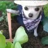 小叶Koinu-【TITAIKE】T太科网