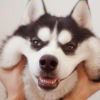 用户93304791-资源熊