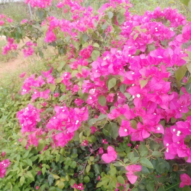 qq_雪域雄鹰42