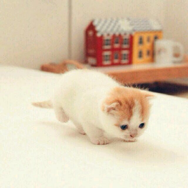 qq_' 阿兑64