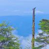 ?GreenLeaves的頭像-趣字體