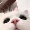 DDDDAA-【TITAIKE】T太科网