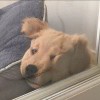 憨狗-【TITAIKE】T太科网