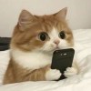 用户12714448-iPA资源站