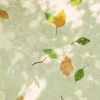 河豆楠音-【TITAIKE】T太科网