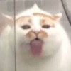狸狸-【TITAIKE】T太科网