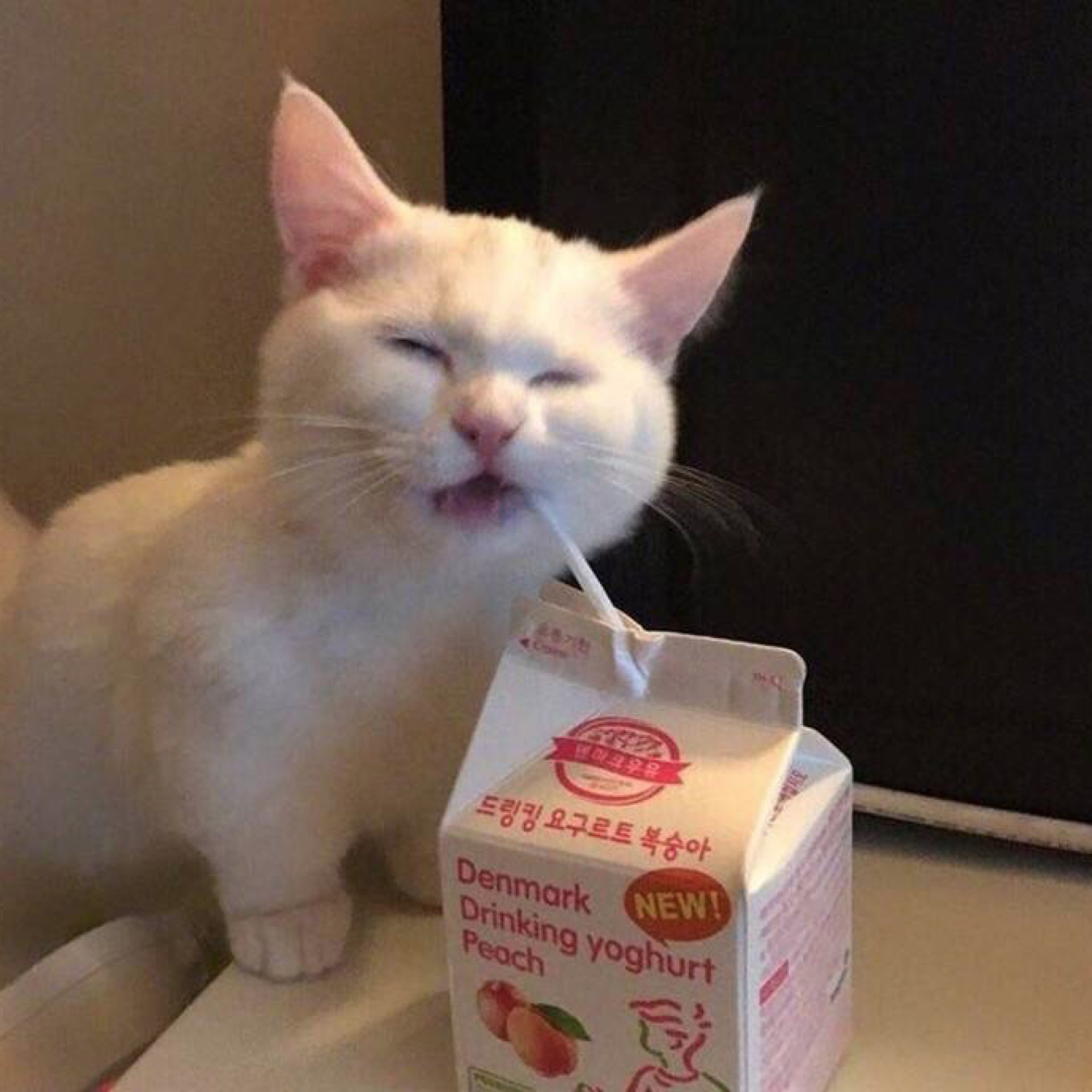 ( • ̀ω•́ )