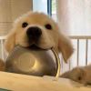 L2645146613@-【TITAIKE】T太科网