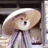 柴权233-穿越猫线