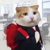 我没有猫